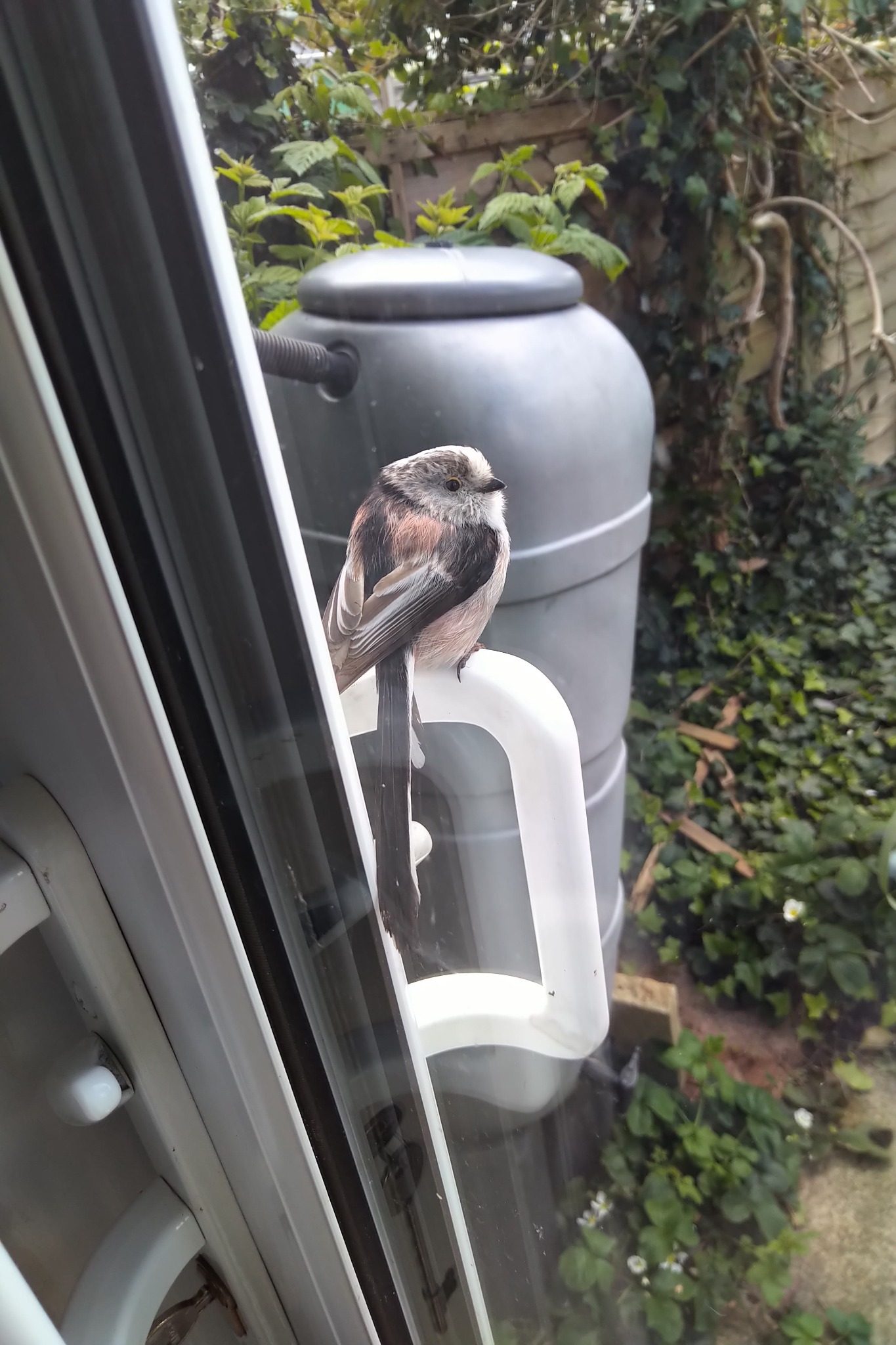 Long-tailed bird on window handle