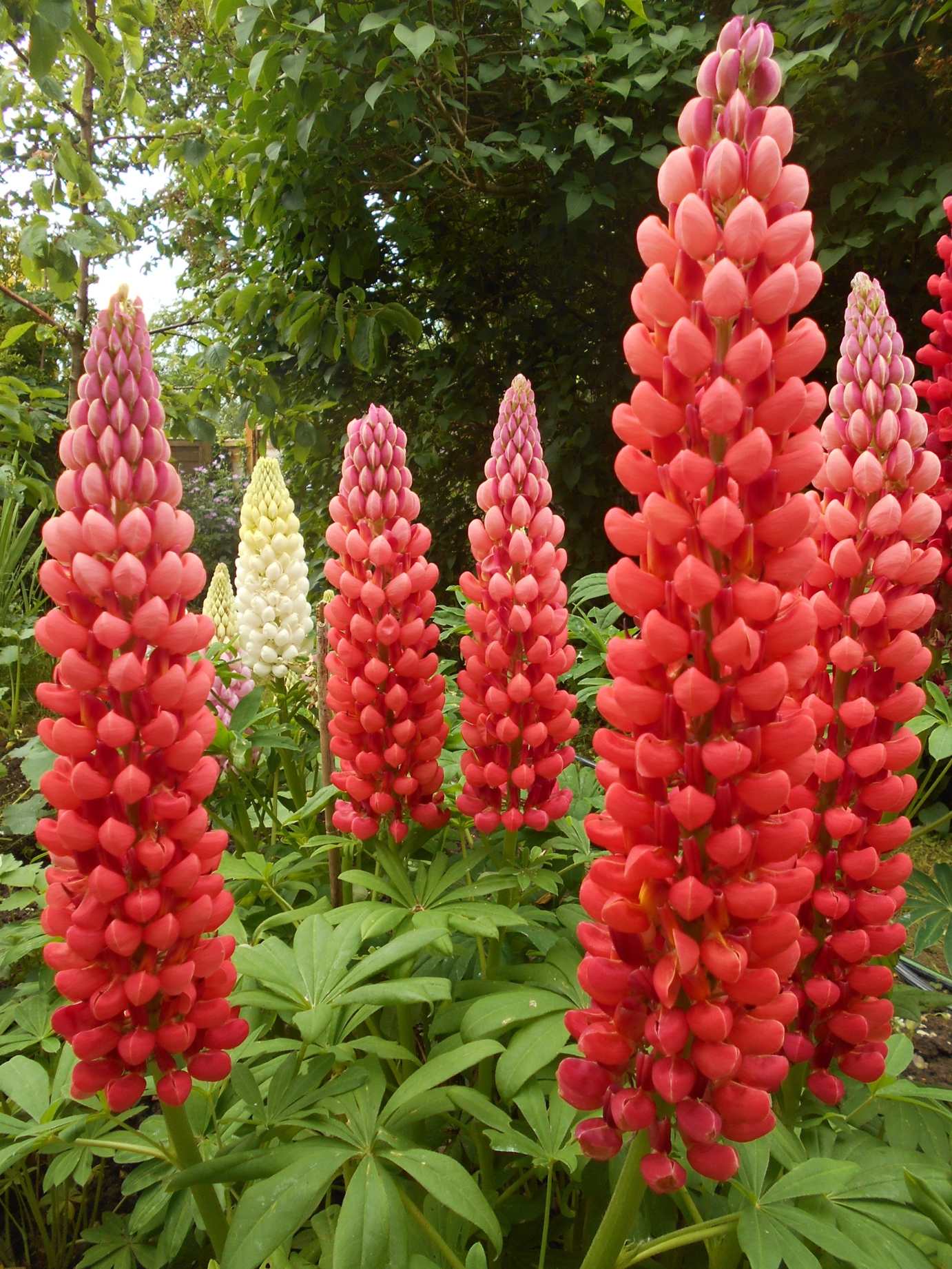 Lupin flowers blooming in a garden