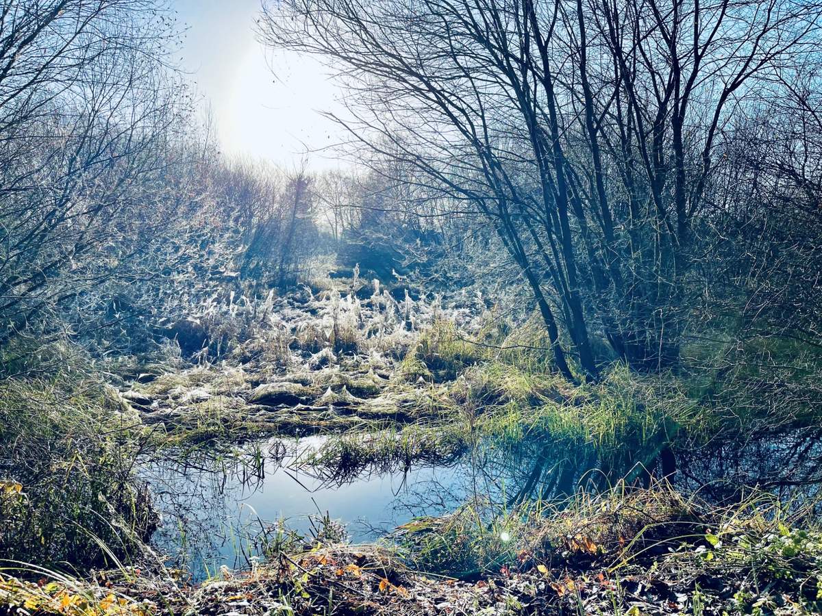 Balancing pond with winter trees in Linear Park