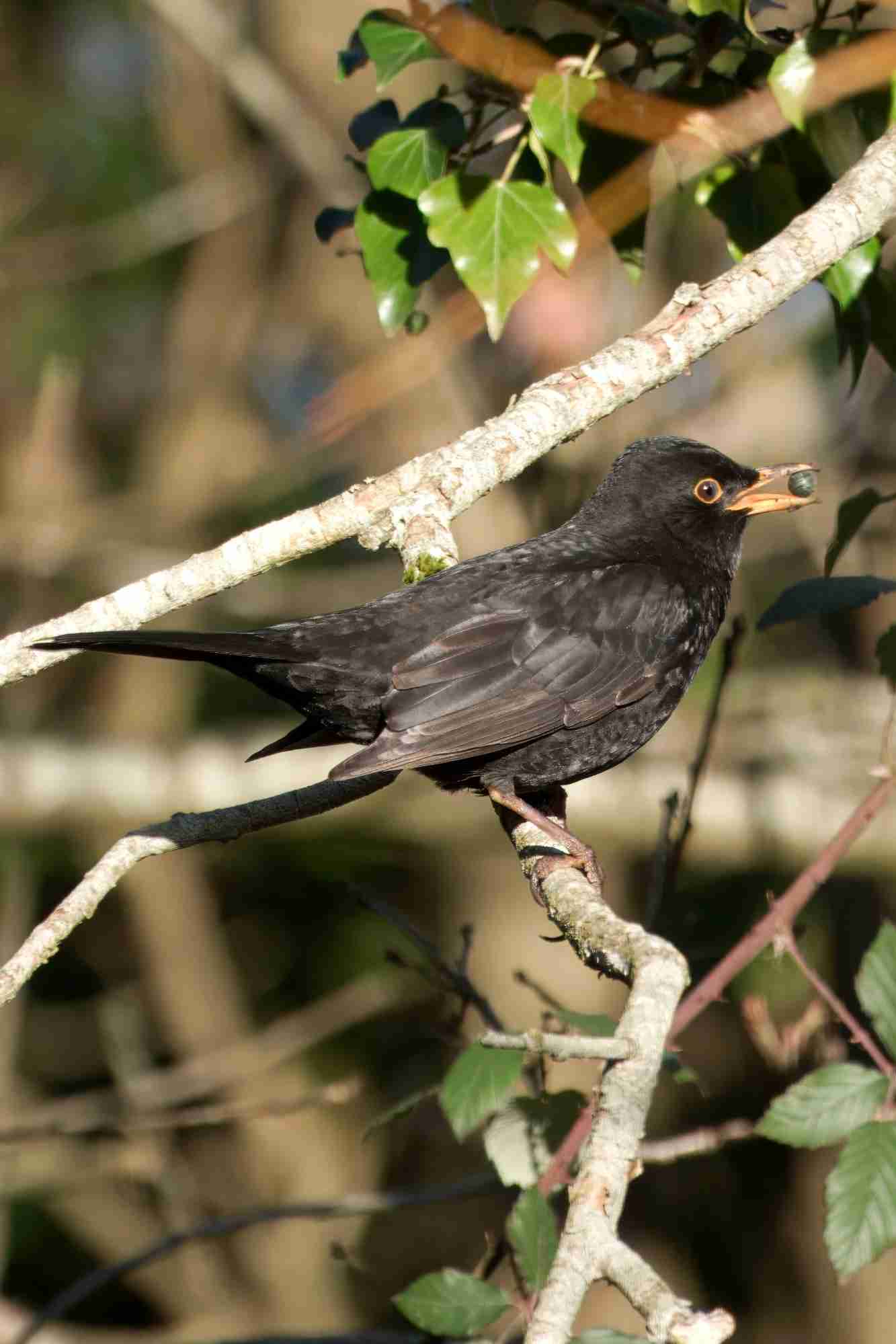 Blackbird perched on a branch with a berry in its beak