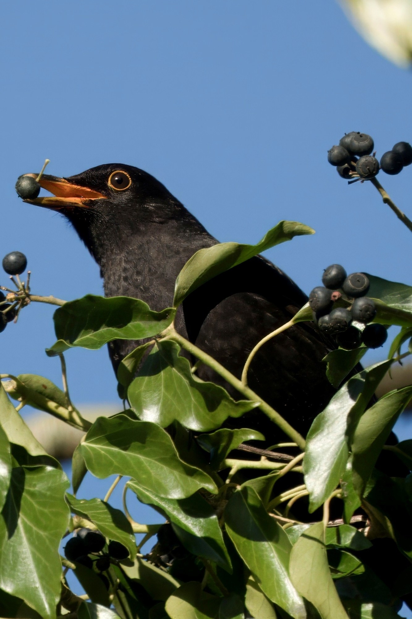Close-up blackbird in ivy with berry