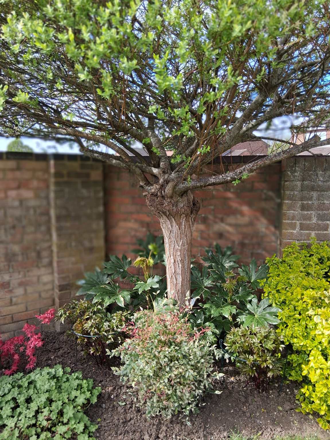 Ornamental tree in garden bed