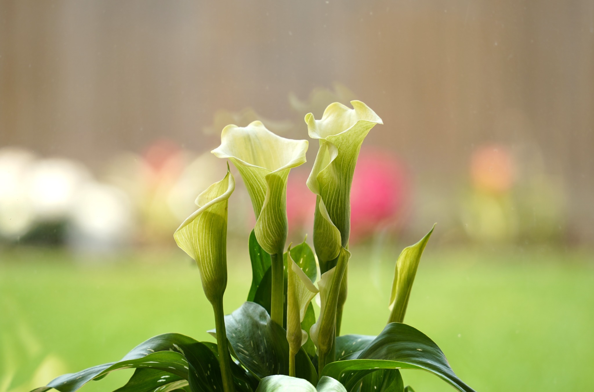 White calla lilies by window