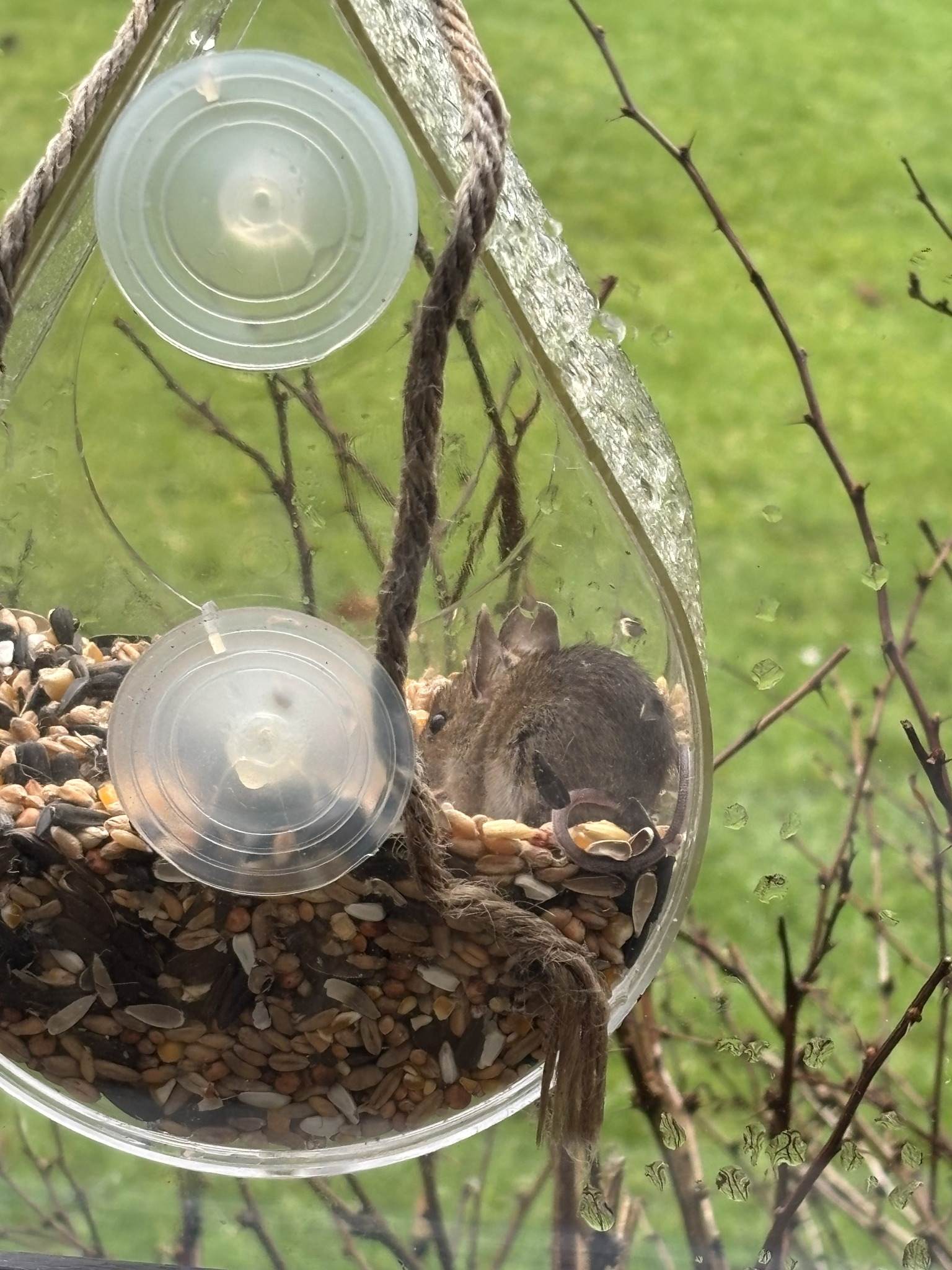 Mouse in a hanging bird feeder
