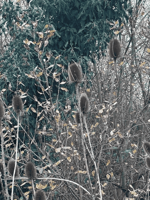Teasle plant near the ponds at Fairfields in Calcot Reading